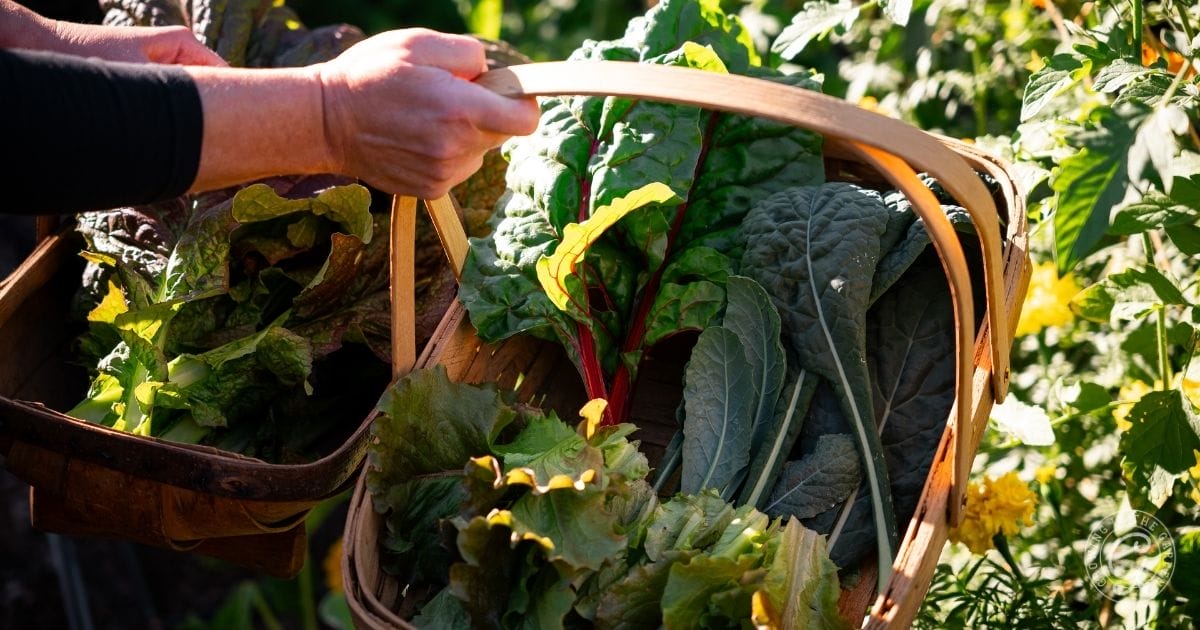 December Kale and Greens Harvest