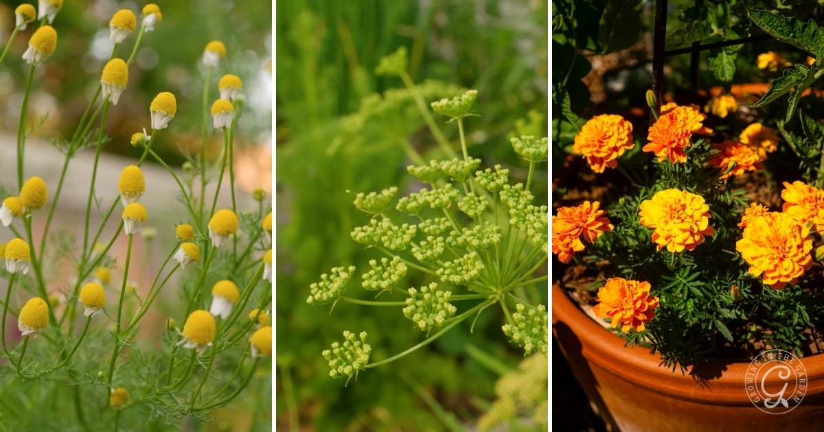 CoolSeason Companion Plant Combinations Growing In The Garden