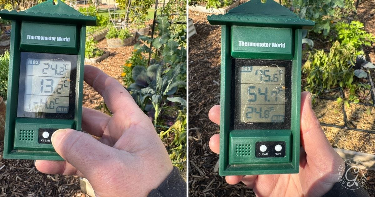 Hand holding a green digital thermometer in a garden, showing temperatures on two different days.