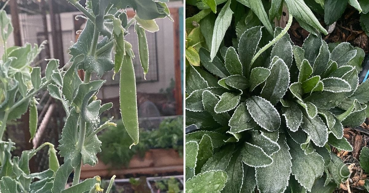 Close-up of frosty pea pods on a vine and frosted green leaves in a garden.