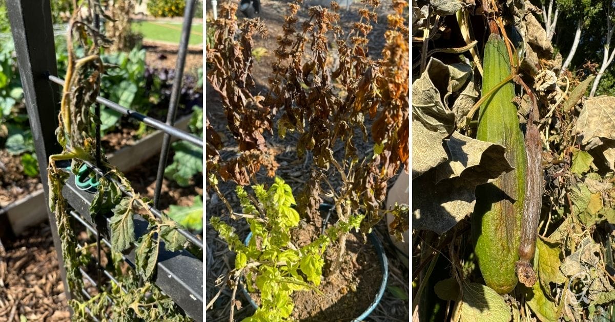 Three photos of wilted, dry, and dying vegetable plants in a garden, showing signs of heat or drought stress.