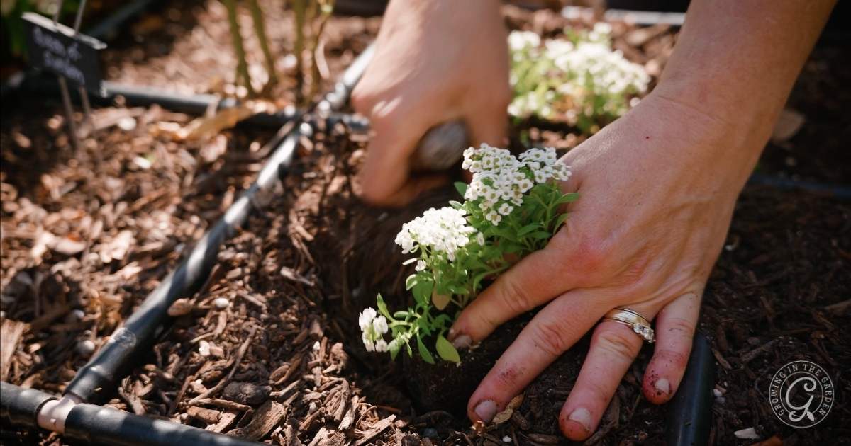 Alyssum