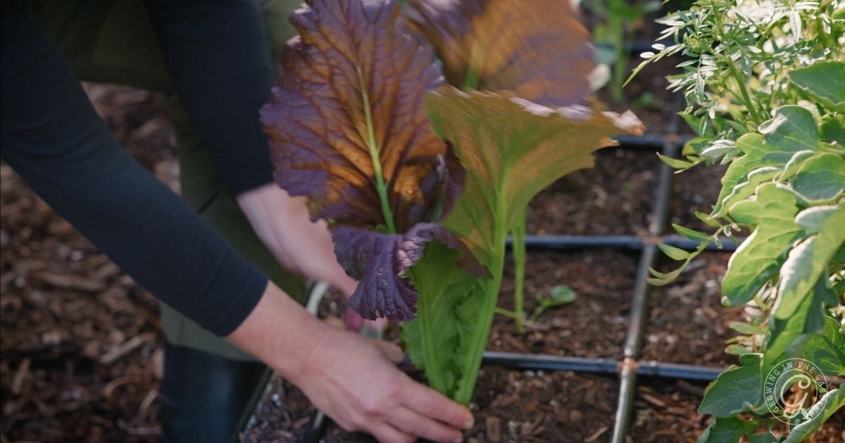 Cut-and-Come-Again Harvesting (2)