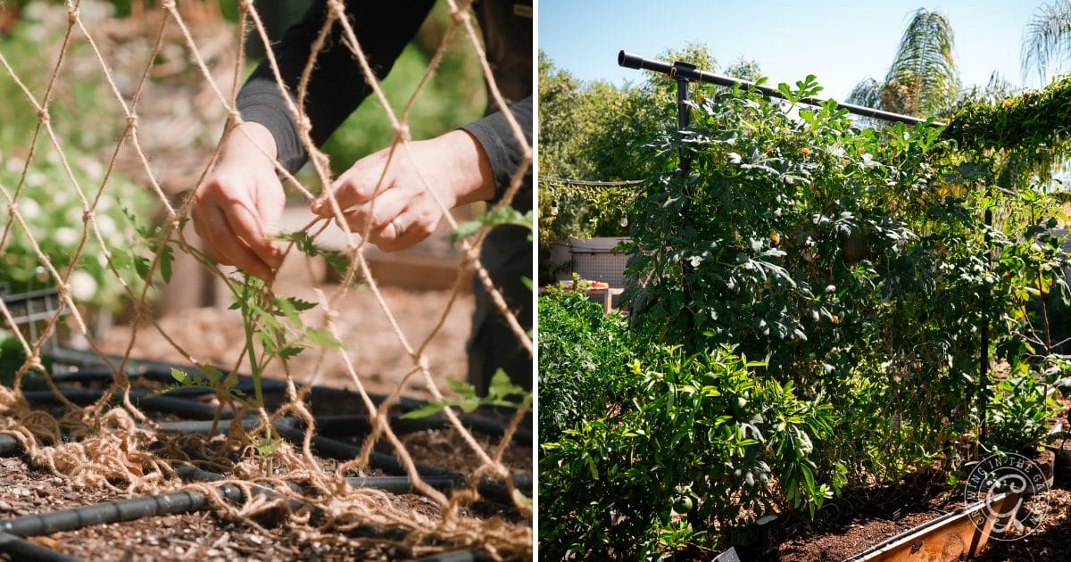 Split image: On the left, hands tie young plants to a string trellis; on the right, mature plants climb a large trellis in a sunny garden—perfect inspiration for top garden gifts.