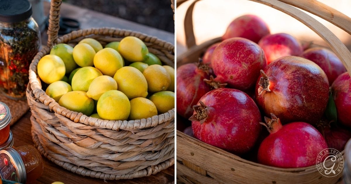 A side-by-side image shows gifts from the garden: a basket of yellow lemons on the left and a basket filled with red pomegranates on the right, both resting on a wooden surface.