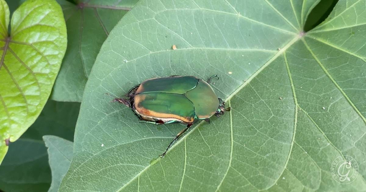 Fig Beetle