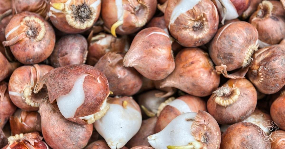 A close-up of a pile of flower bulbs with brown outer skins and white root tips beginning to sprout.