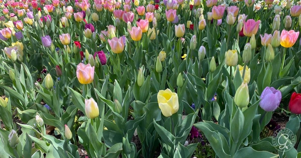 How to Grow Tulips in the Low Desert of Arizona