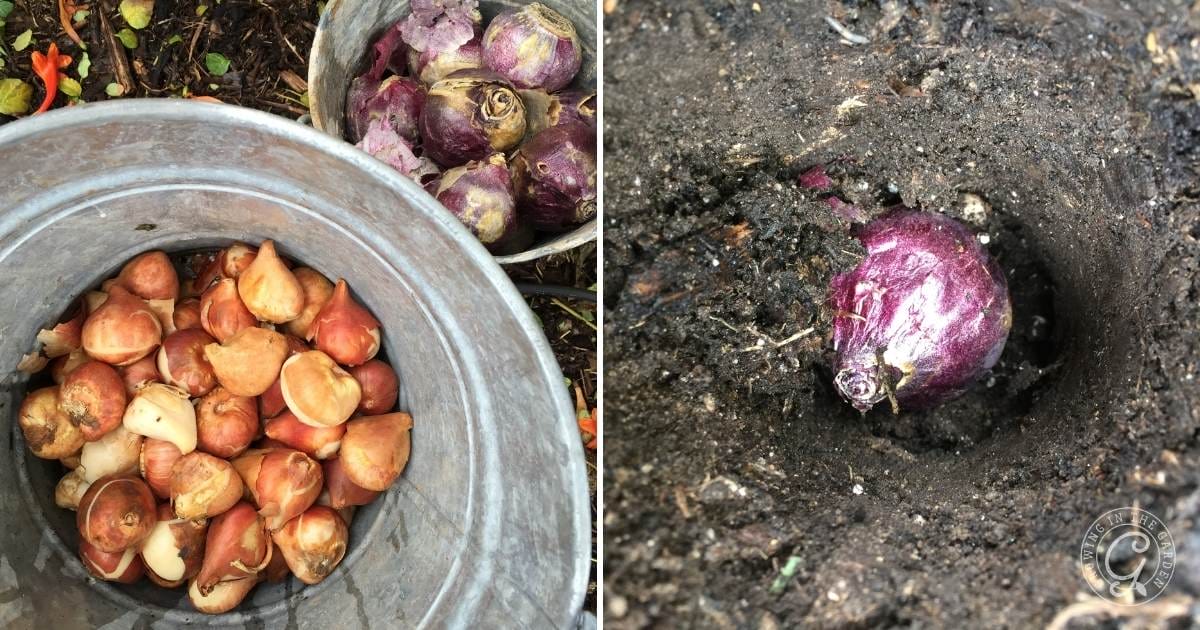How to Grow Tulips in the Low Desert of Arizona