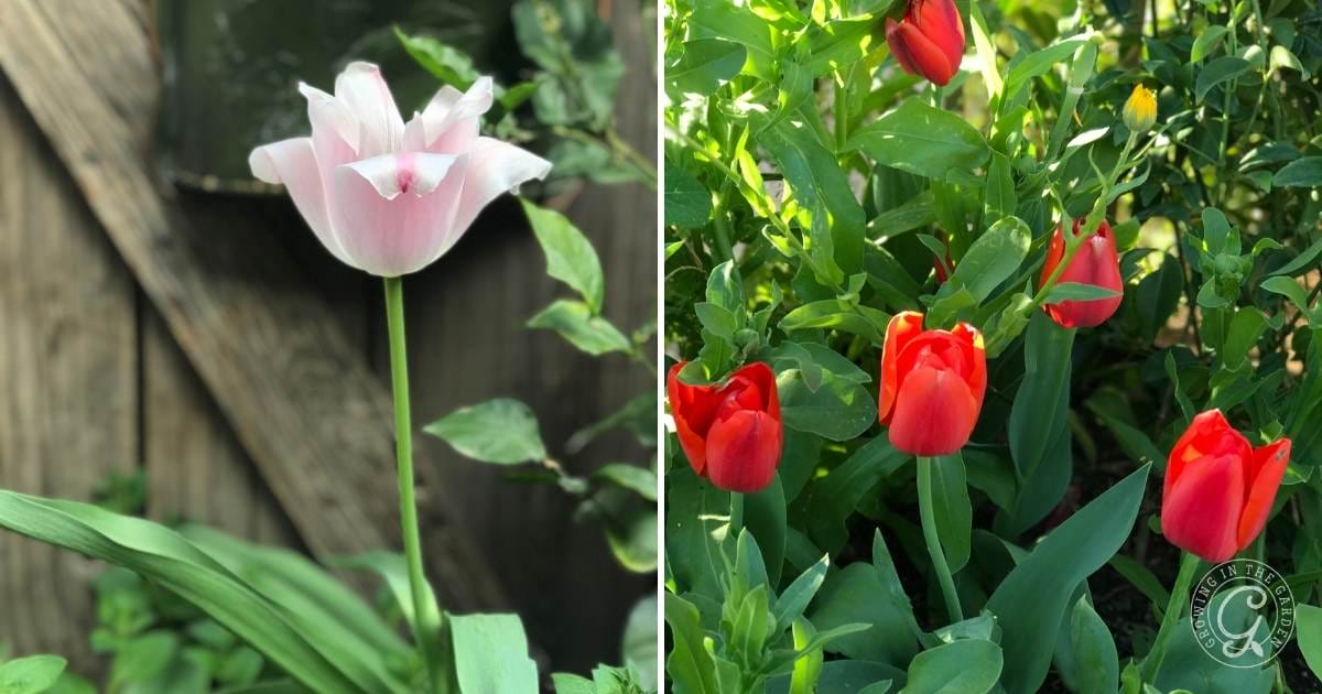 How to Grow Tulips in the Low Desert of Arizona