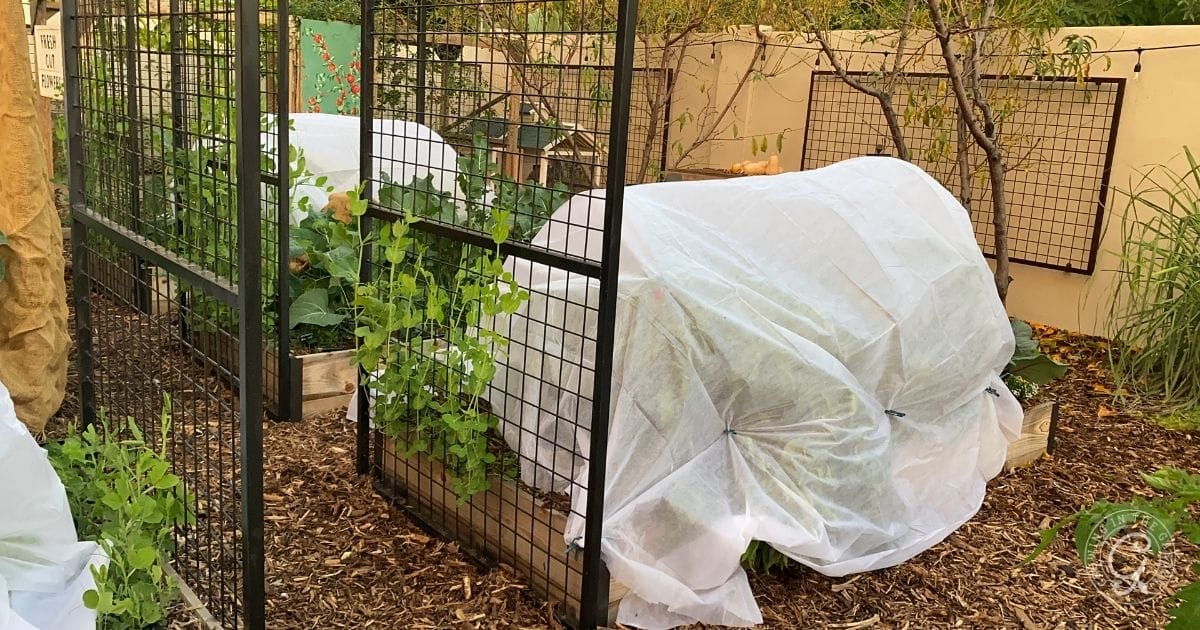 Raised garden beds with plants, some covered in white row fabric, inside a fenced garden area.