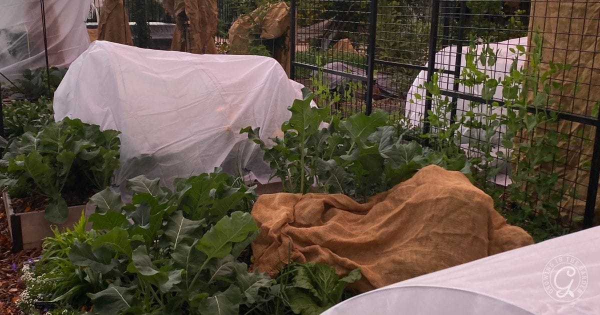 Raised garden beds with leafy green plants covered by protective fabric and burlap in a fenced area.