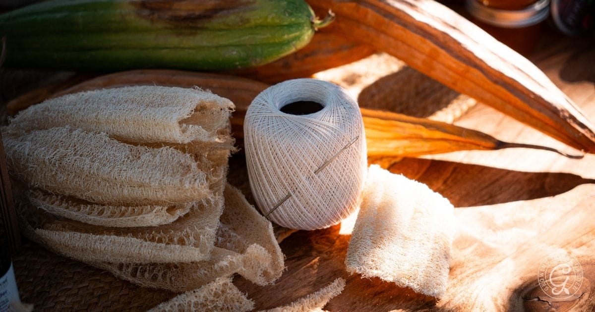 A ball of white string sits on a wooden surface surrounded by dried loofah sponges and mature loofah gourds—perfect gifts from the garden—illuminated by warm natural light.