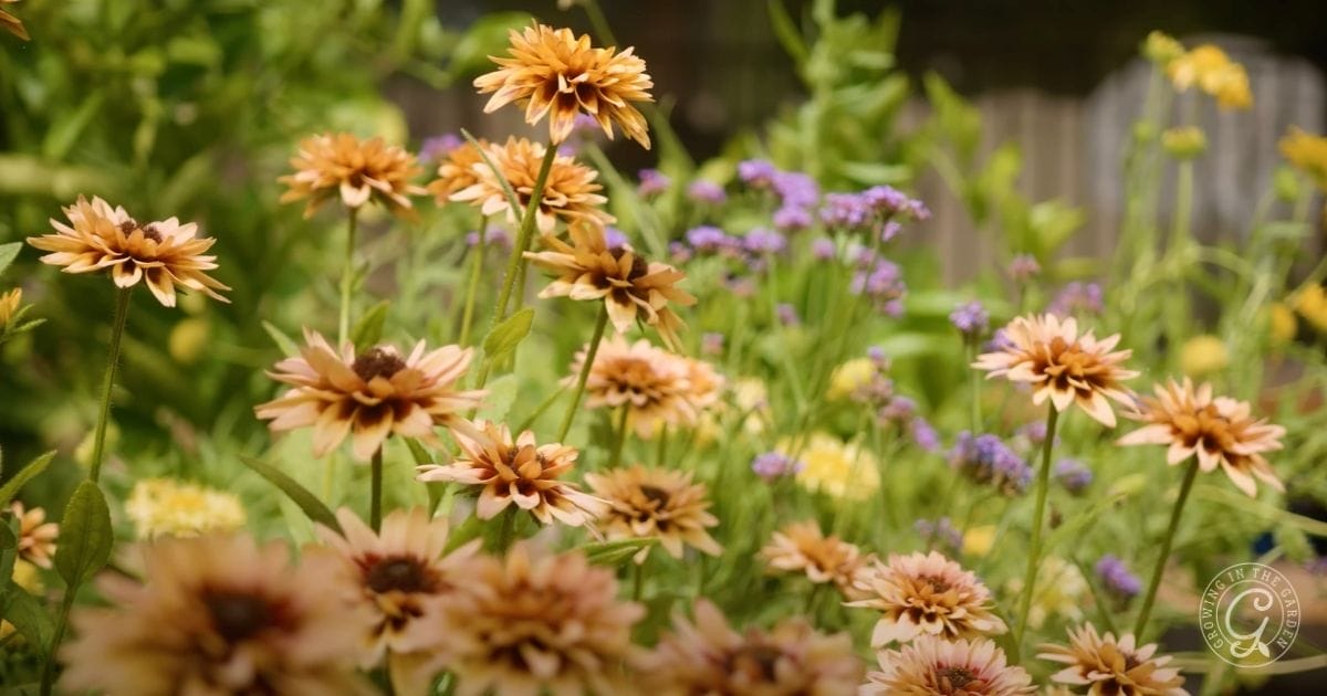 Rudbeckia