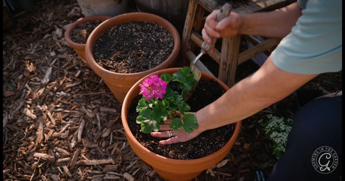 A person is planting a pink geranium in a terracotta pot filled with soil, following tips from a Low Desert Flower Planting Guide. Two other pots, gardening tools, and a small stool are nearby on wood chip-covered ground.