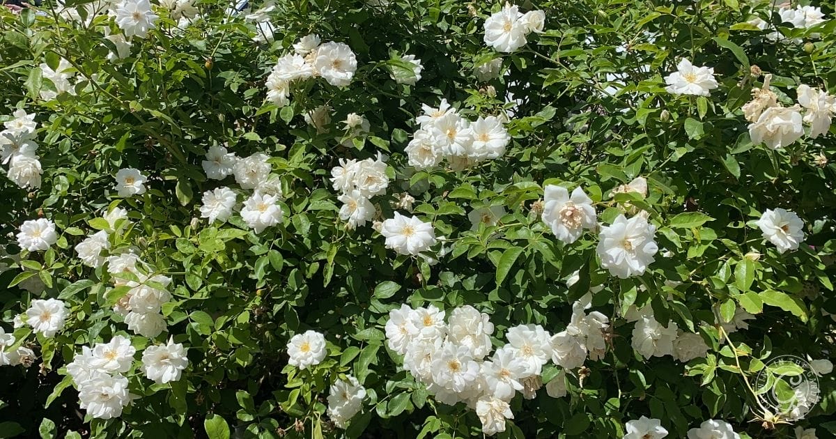 Roses from Heirloom Roses (2)