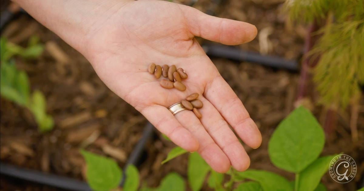 Succession Planting in the Low Desert