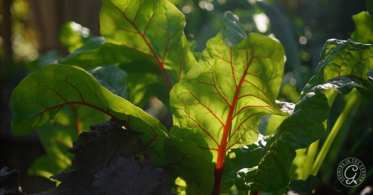 Close-up of vibrant green Swiss chard leaves with red stems, backlit by sunlight in a garden.
