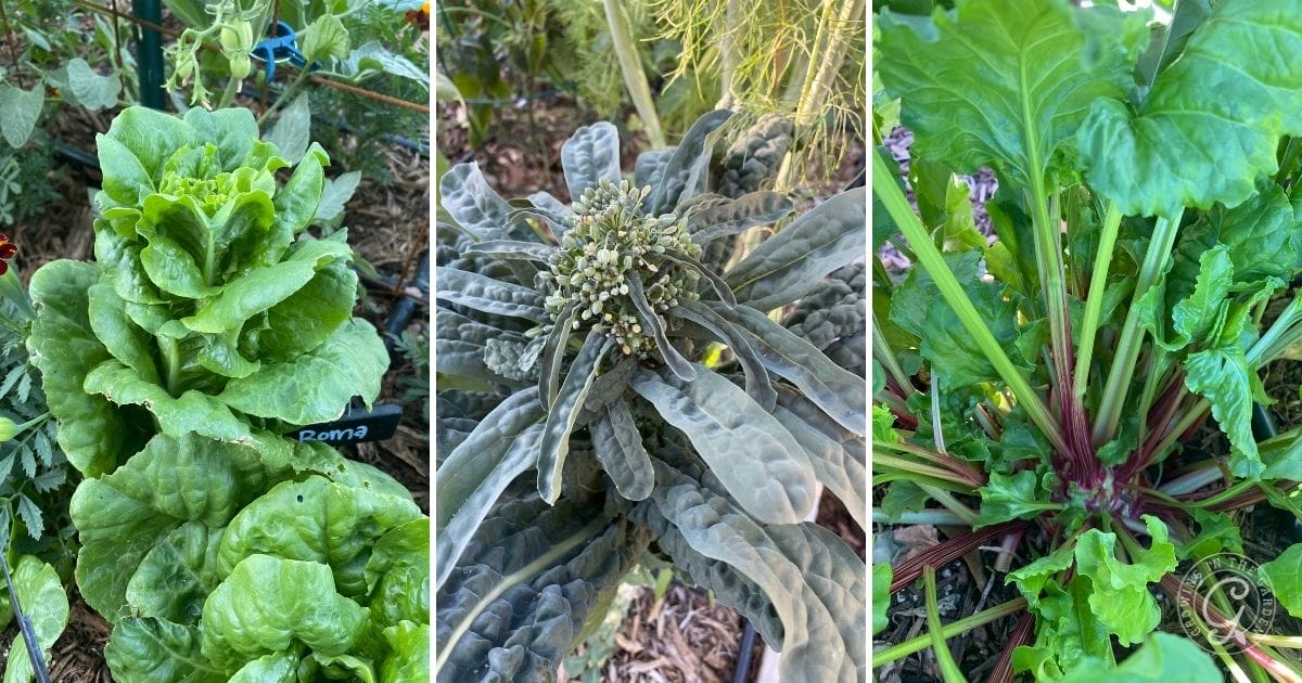 bolting lettuce, kale and Swiss chard