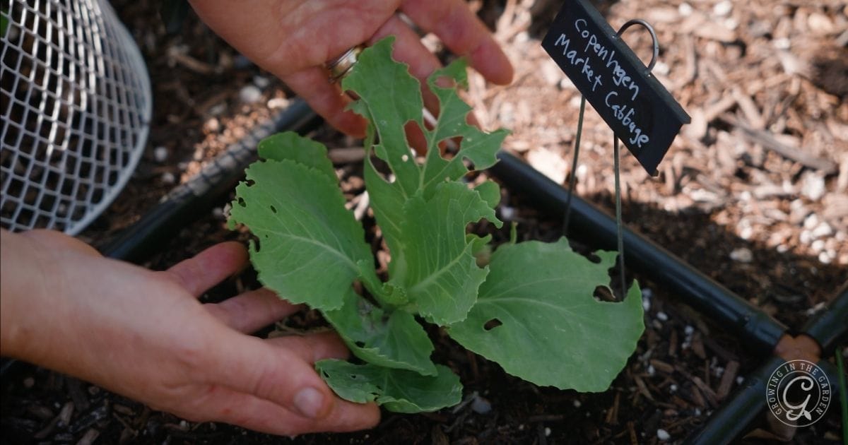 cabbage worm damage (2)