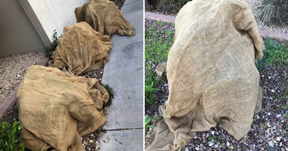 Three garden plants are covered with large pieces of brown burlap fabric to protect citrus from freezing, standing beside a sidewalk and surrounded by gravel and small plants.