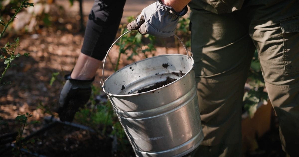 feeding with worm castings