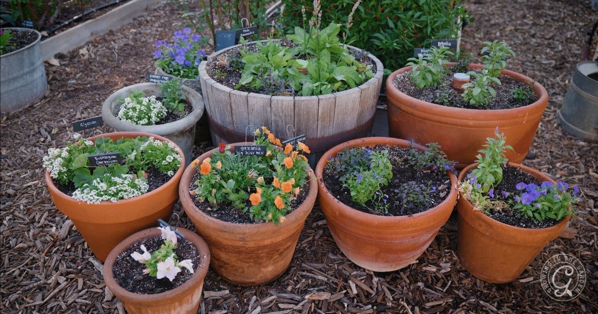 flowers to plant in December