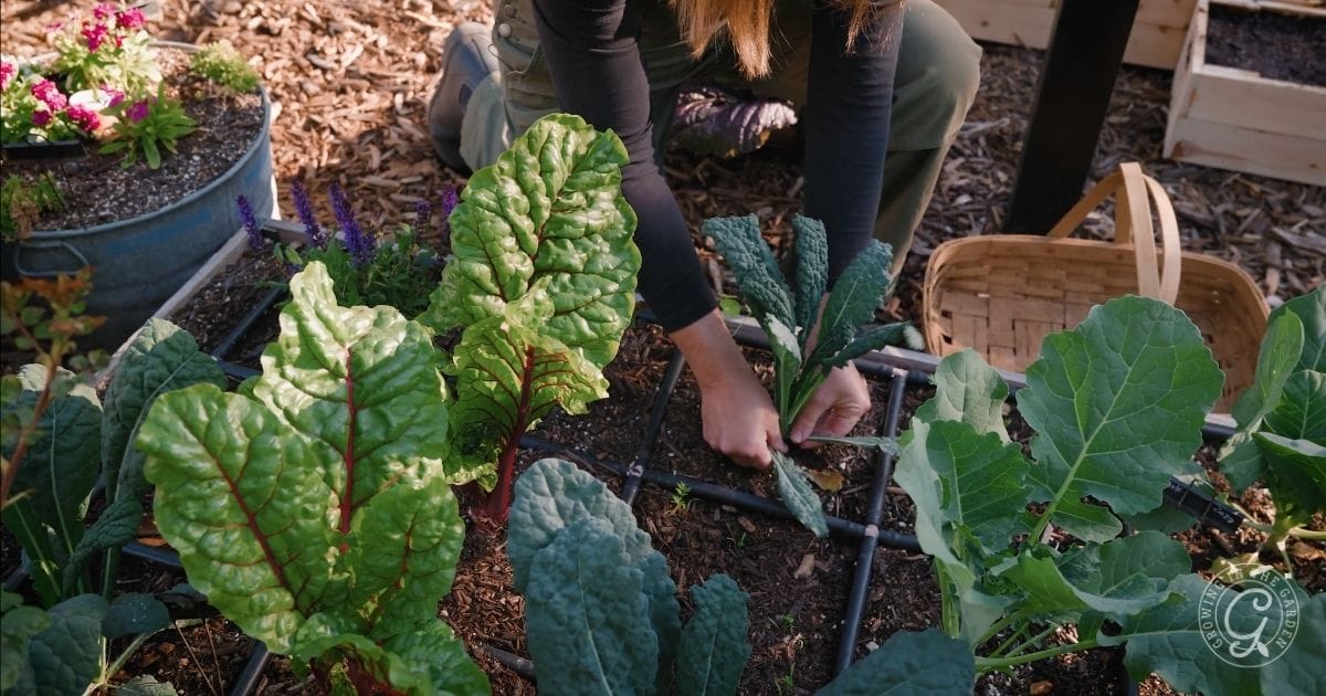 harvesting kale