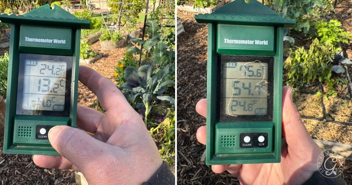 A hand holds a green digital thermometer in a garden, checking if temperaturesโfrom 5.4ยฐC to 24.2ยฐCโare safe enough to protect citrus from freezing. Dual screens display both minimum and maximum readings for careful monitoring.