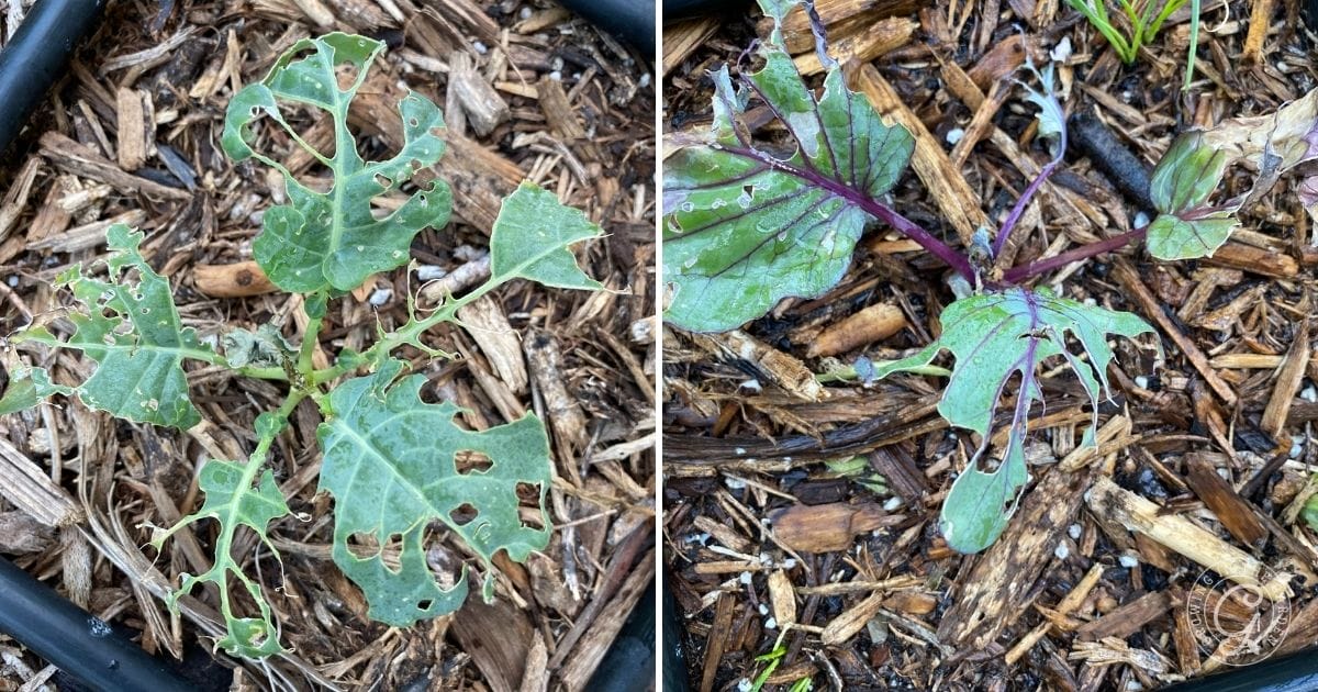 young brassicas with cabbage worm damage
