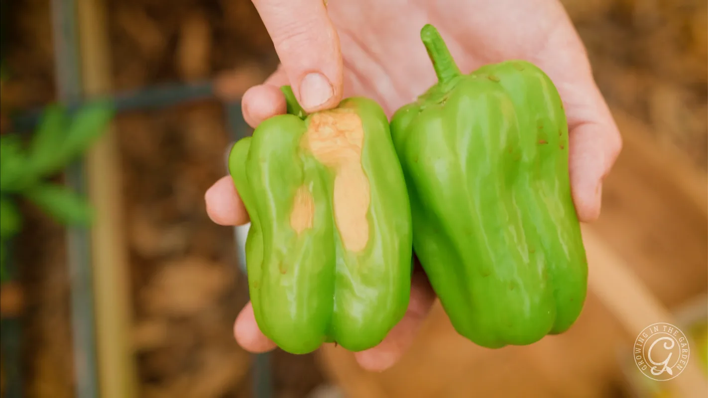 Hands holding two green bell peppers, one with a sunscald patch.