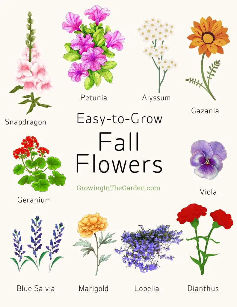 Illustrated guide featuring names and drawings of ten easy fall flowers to grow in Arizona, all displayed on a clean white background.