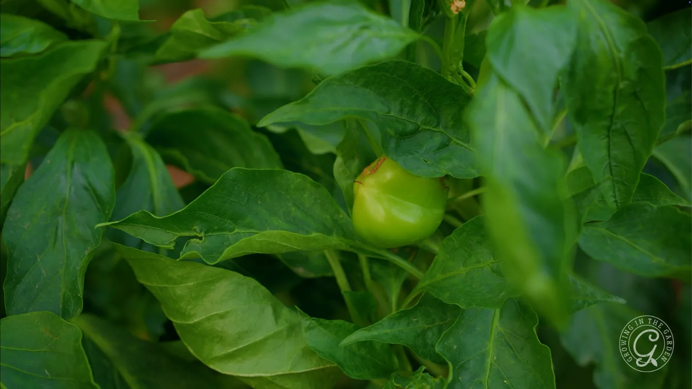 A single green bell pepper growing on a leafy plant.