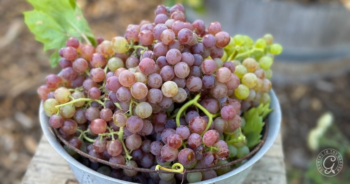 Grape harvest