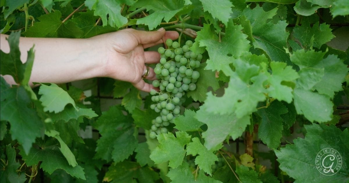 Grapes Growing (2)