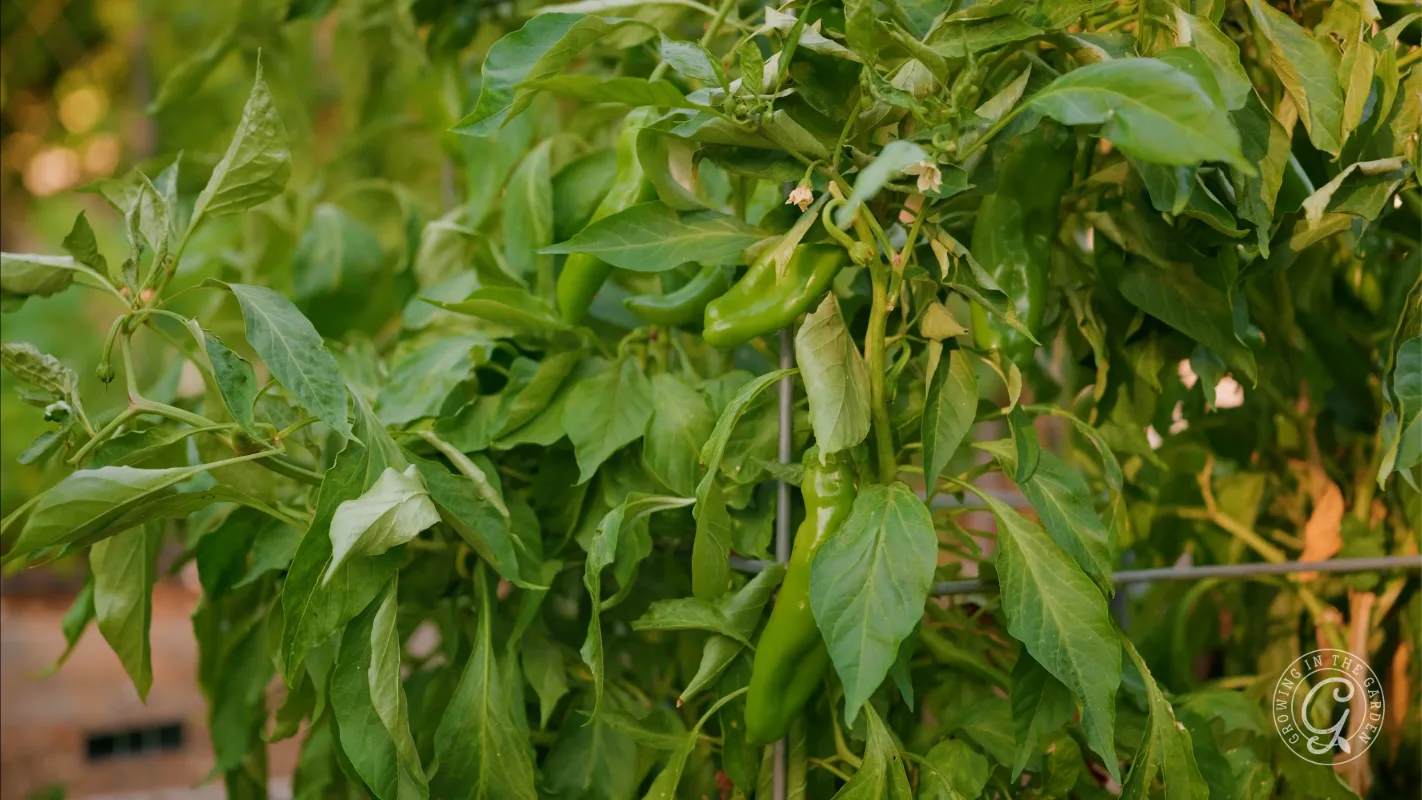Green peppers growing on a leafy plant.