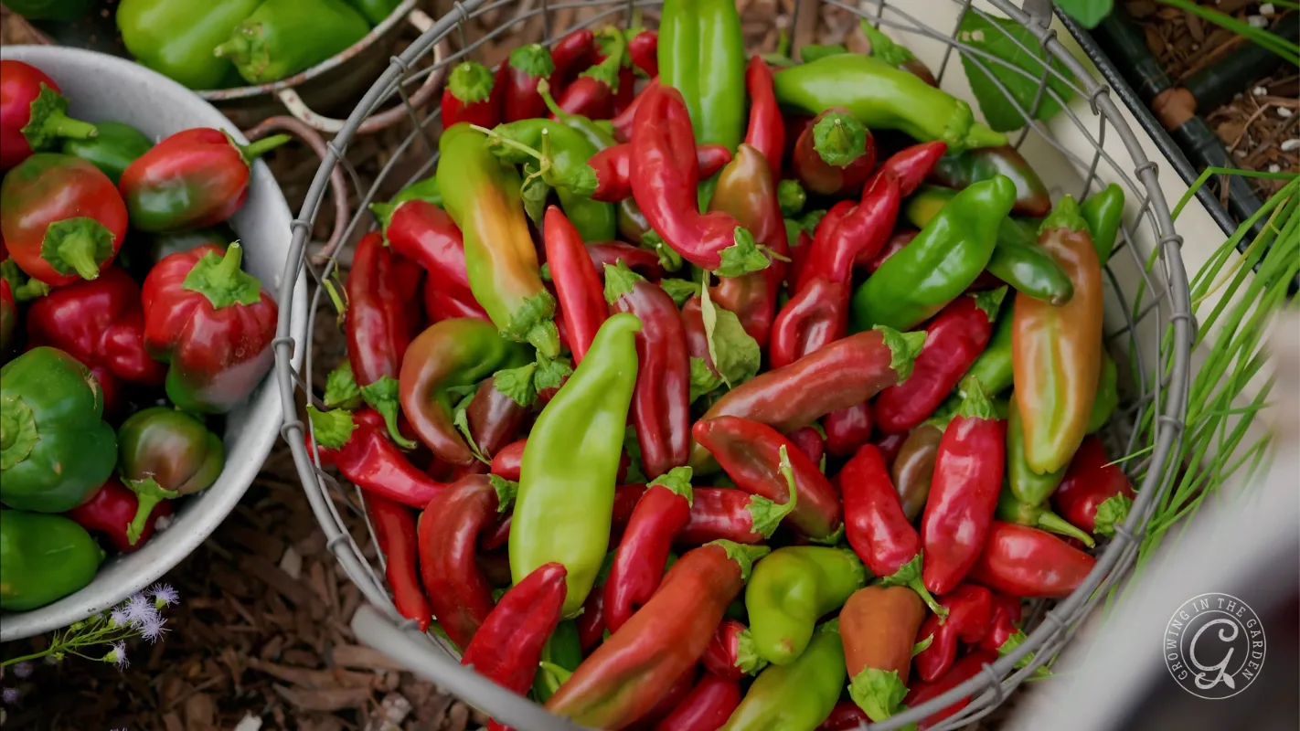 Wire basket filled with a variety of fresh red and green chili peppers.