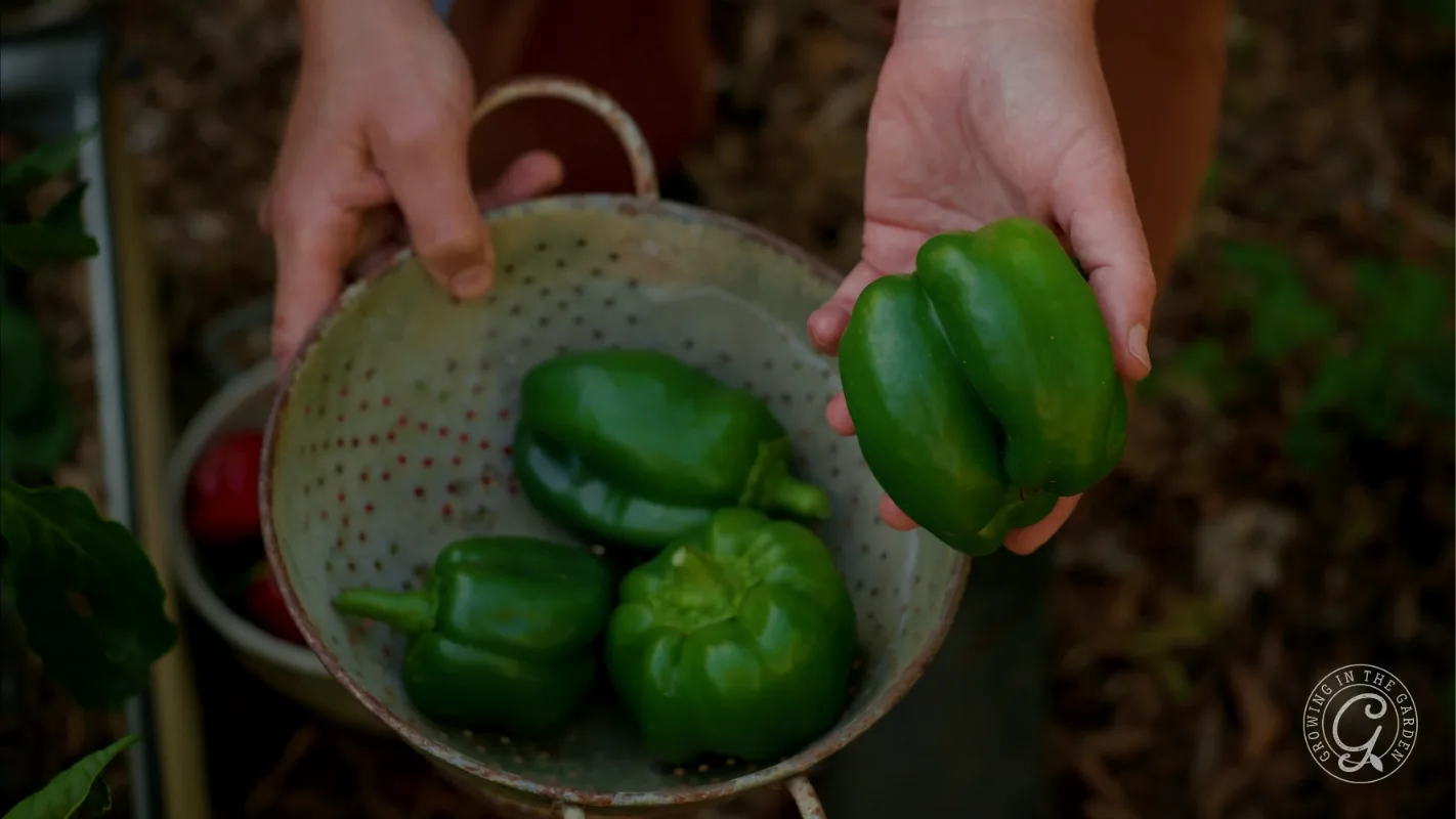 Hands holding a freshly picked green bell pepper over a colander containing more green peppers.