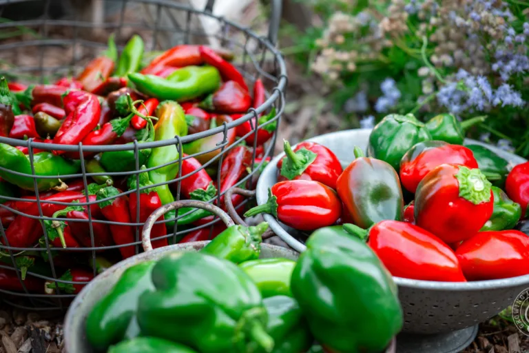 How to Grow Peppers: A Complete Guide featured image