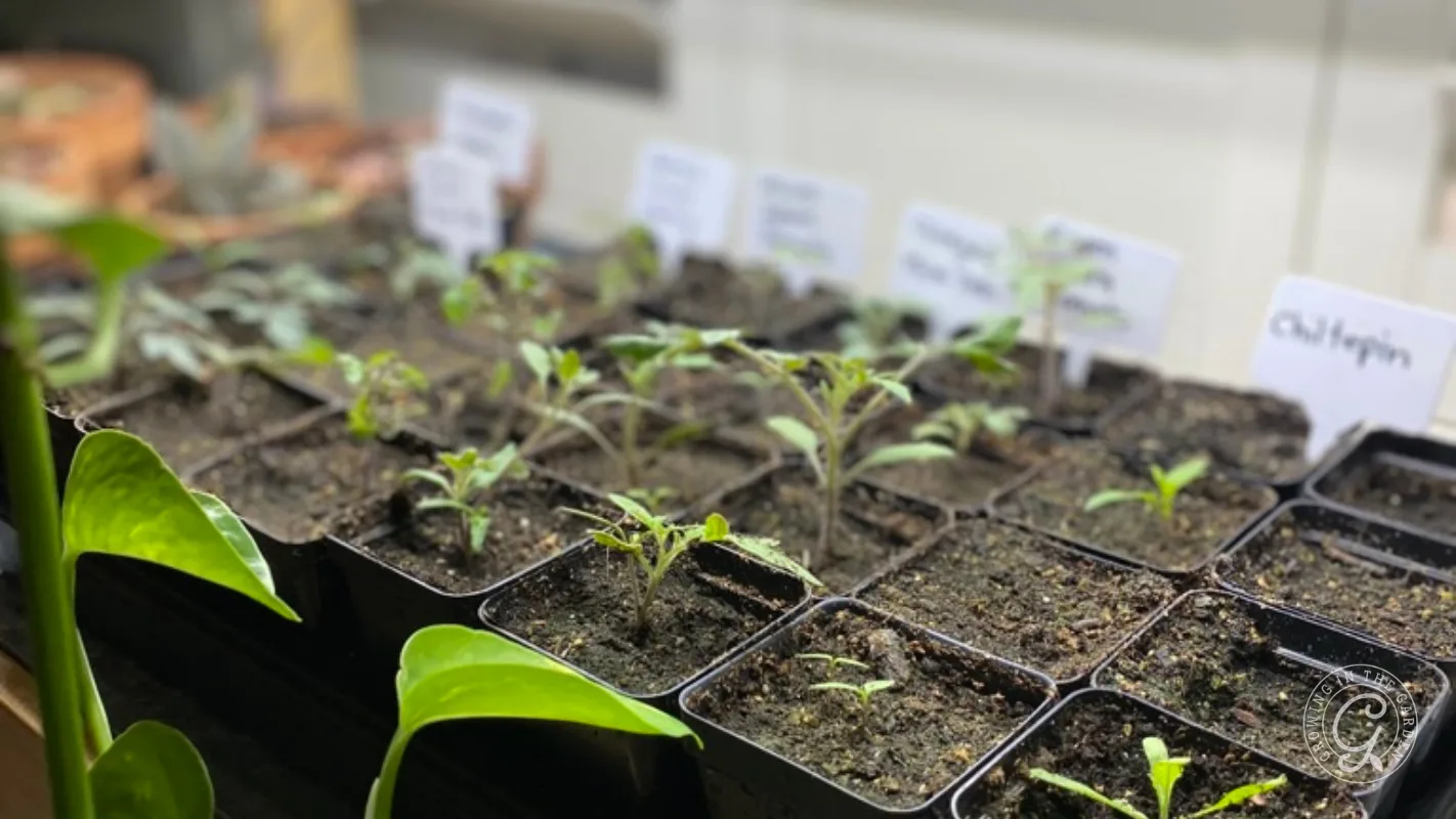 Small seedlings in square black starter pots, each with a white plant identification label.