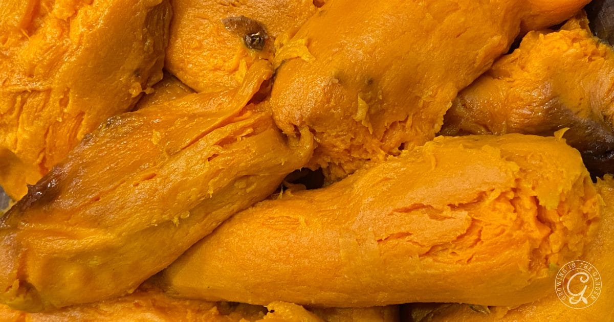 Make Ahead Sweet Potato Casserole