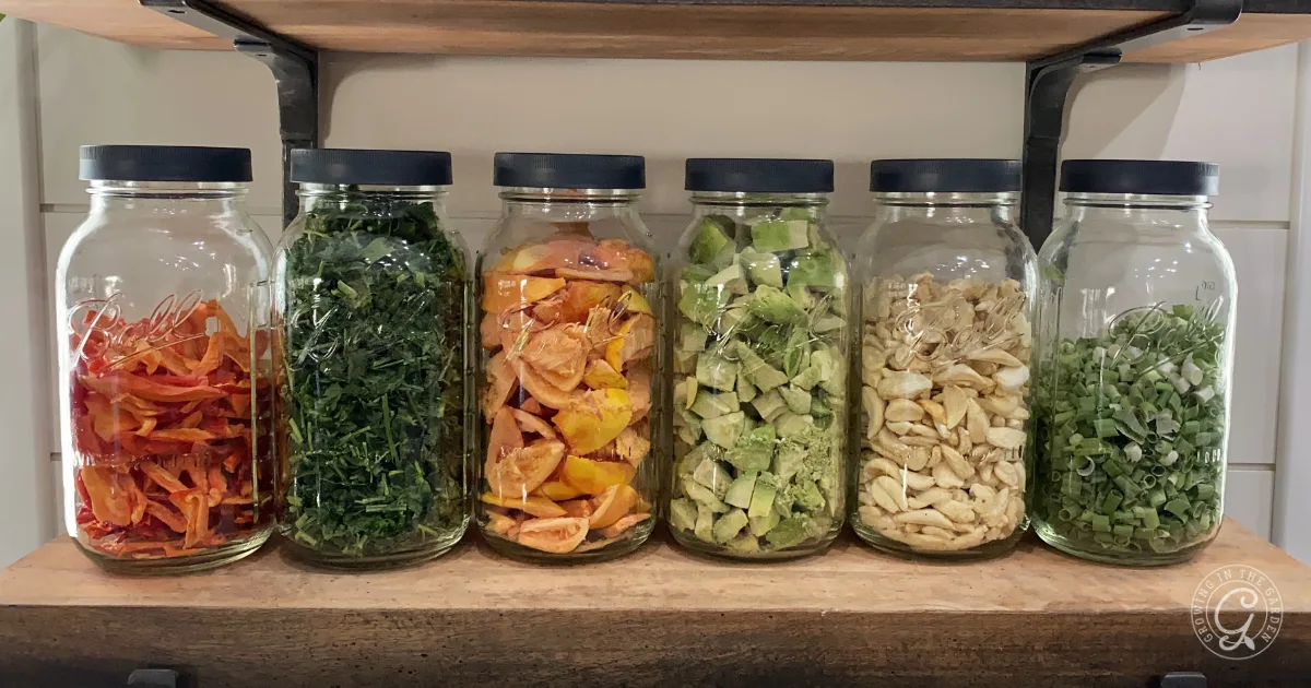 Six glass jars filled with various dried fruits and vegetables line up on a wooden shelf, showcasing the results of expert freeze drying tips for preserving flavors and nutrients at home.