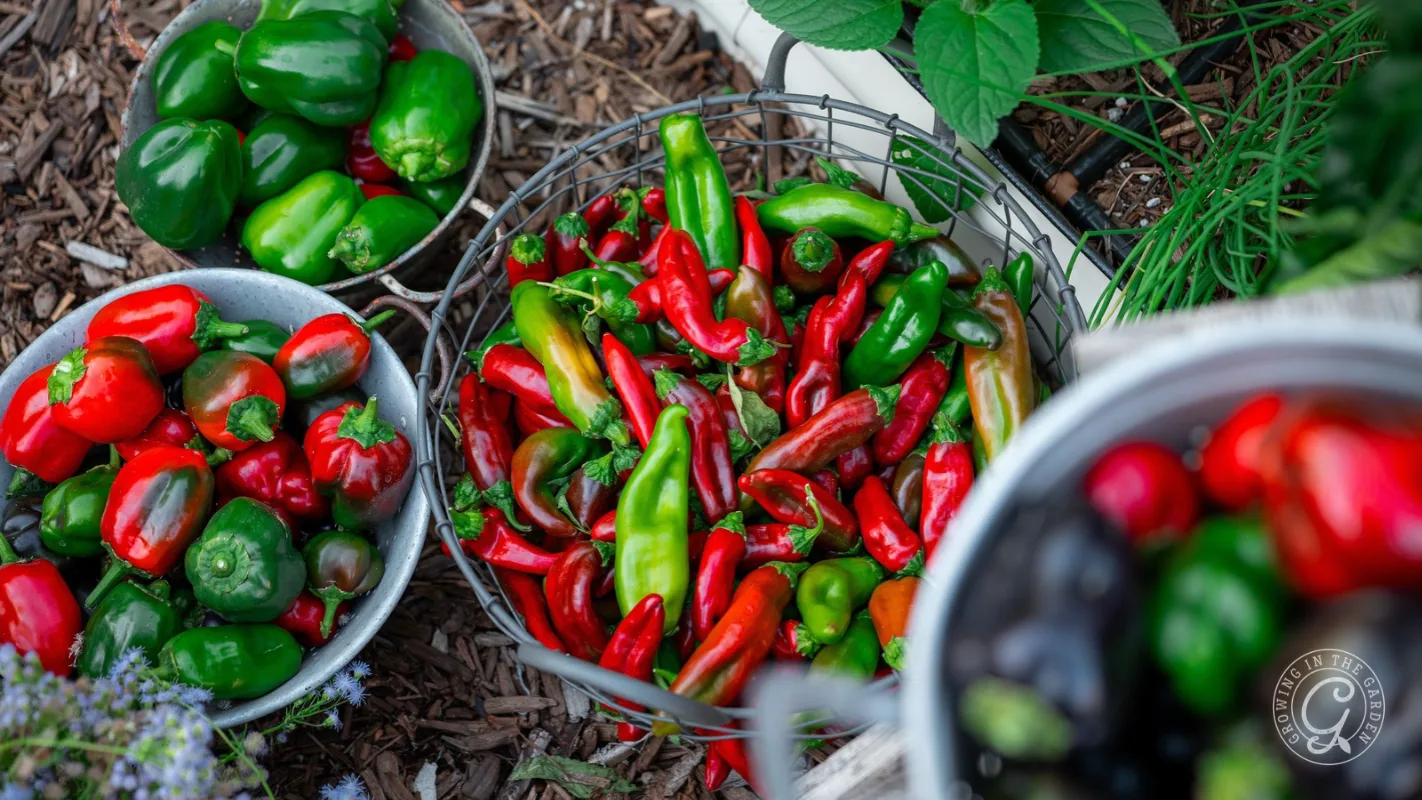 Three bowls filled with freshly harvested green and red chili peppers.