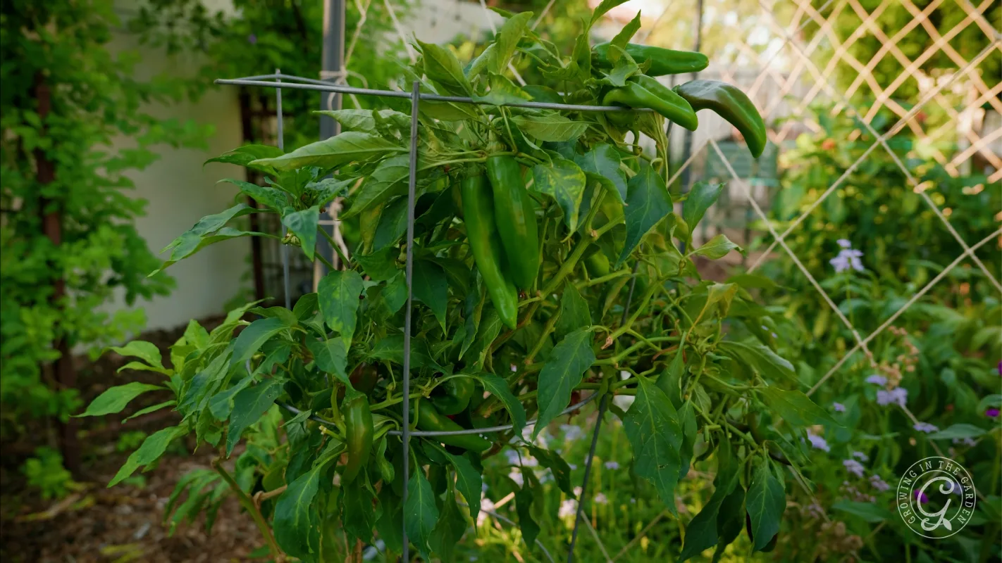 Green chili pepper plant growing in a wire cage.