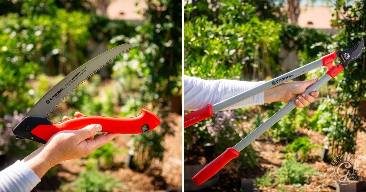 A person holds a red-handled folding saw in one photo and red-handled pruning loppers in another, both with lush greenery—ideal tools for learning how to prune fruit trees effectively in your garden.