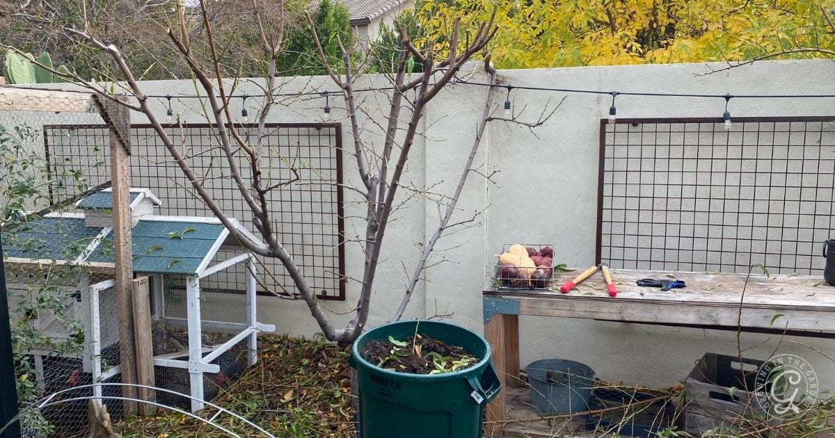 A small backyard garden with a bare tree in a green bin—perfect for learning how to prune fruit trees—a wooden table with apples and tools, a chicken coop, and a white wall with metal trellises; autumn leaves are scattered on the ground.