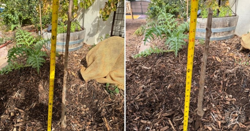 Initial hard prune on a fruit tree