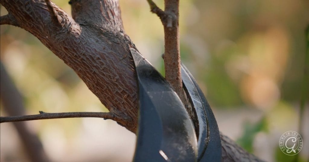 When and How to Prune Fruit Trees