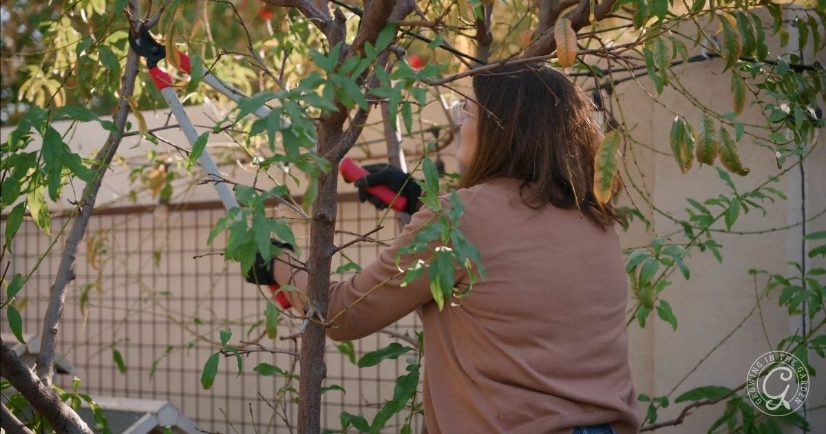 When and How to Prune Fruit Trees