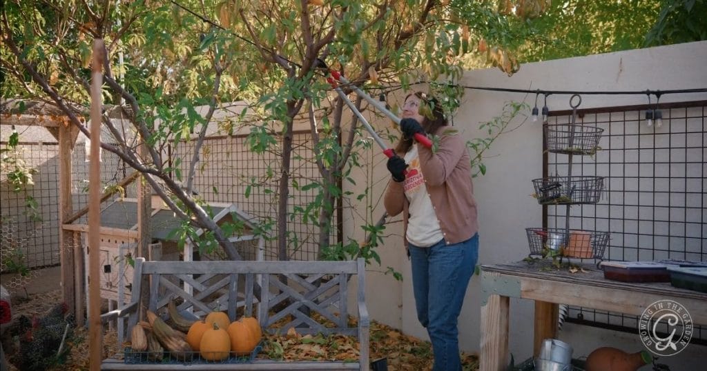 Pruning peach tree